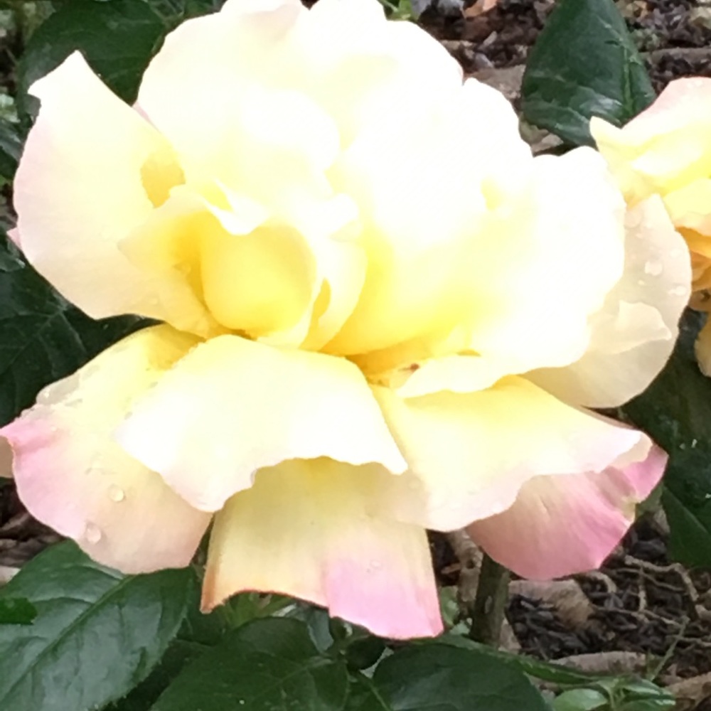 Meet your Posher, Tanya